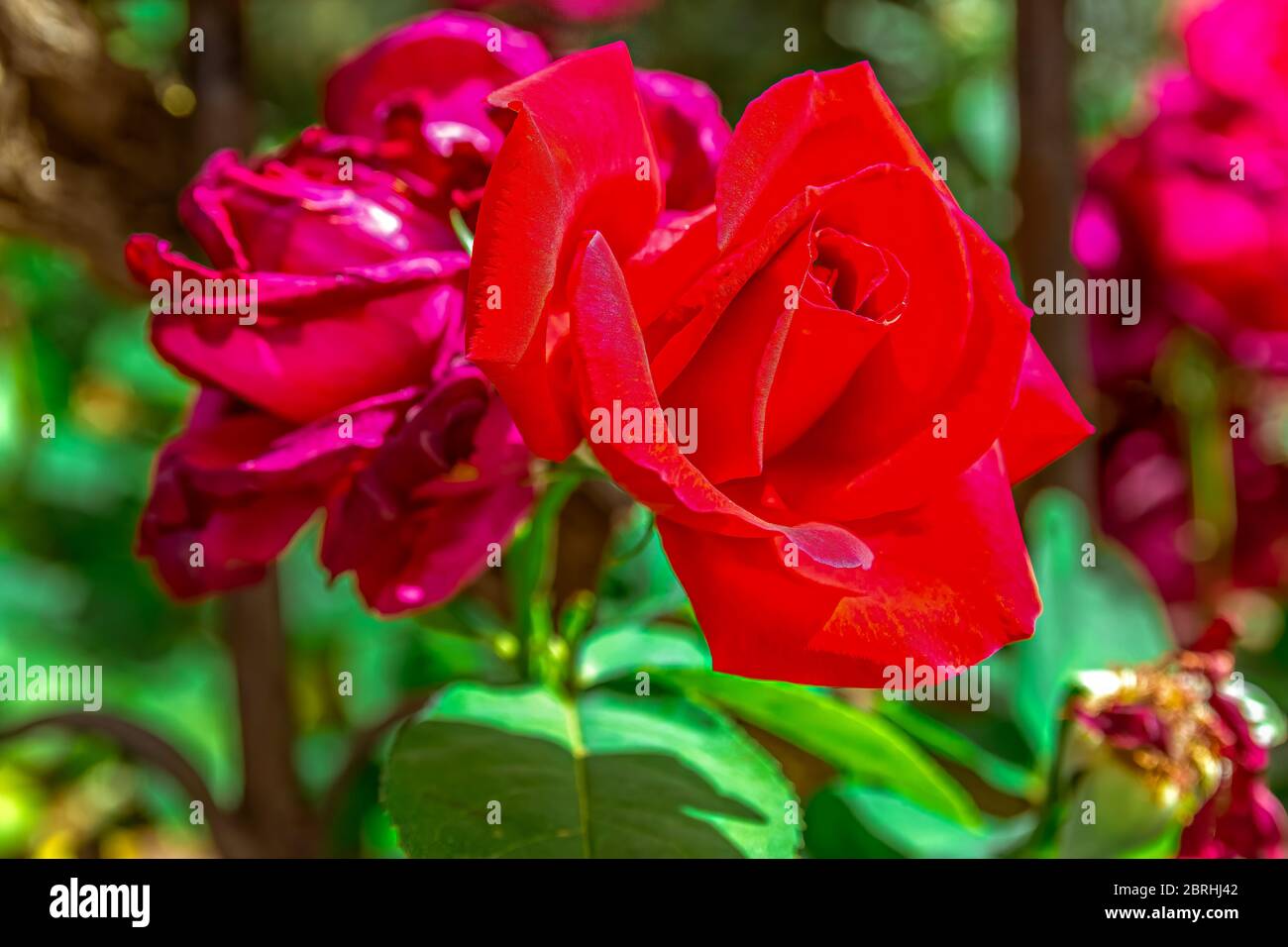 Macro closeup of a red rose Stock Photo - Alamy