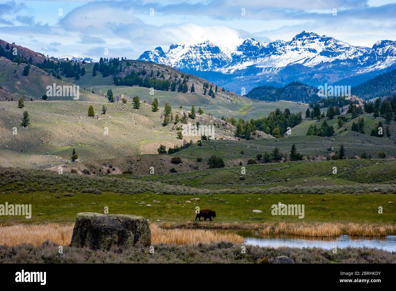 Lone Bison in Yellowstone Stock Photo