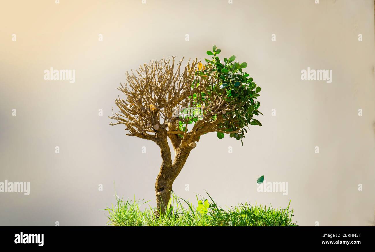Plant Growing Eco System Seasons Concept Stock Photo