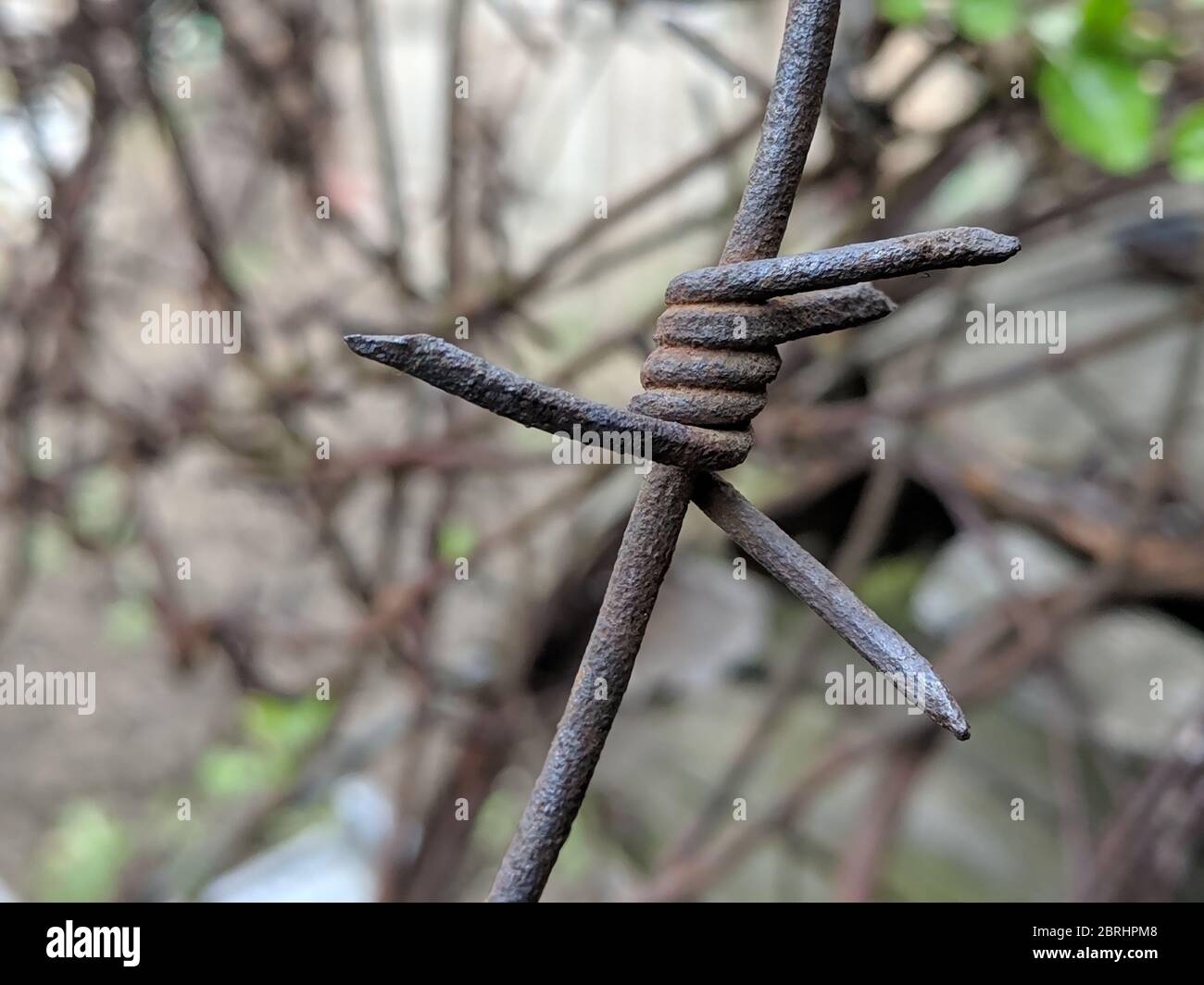 Rusted Barbed wire, close up photography, old rusty barbed wire in nature, vintage. Stock Photo