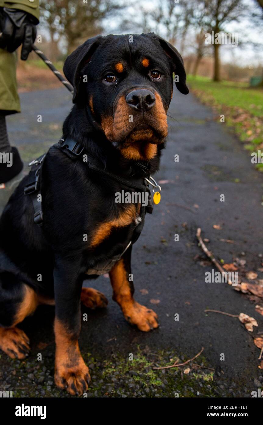 Butchers Coat High Resolution Stock Photography And Images Alamy