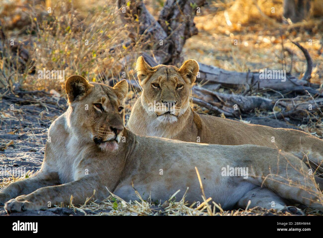 Late afternoon wildlife photo of lionesses resting in shade. Game drive in Botswana Stock Photo