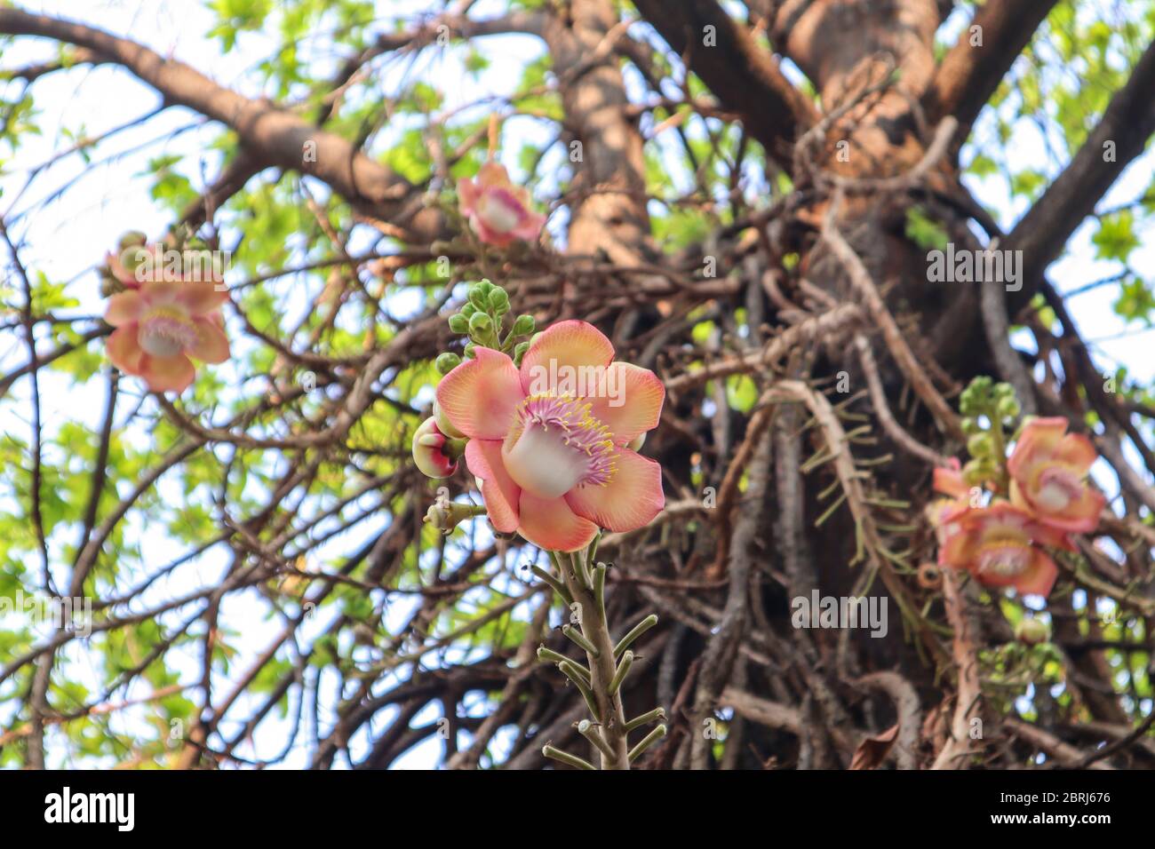 Shorea robusta or Cannonball flower from the tree. Stock Photo