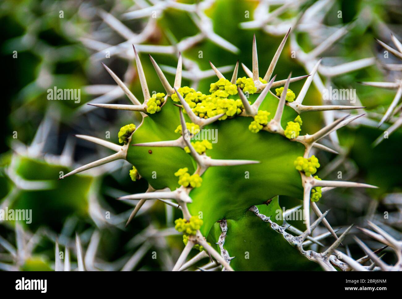 Close-up on Euphorbia Grandicornis, Cow's Horn Cactus with delicate yellow-green flowers. Stock Photo