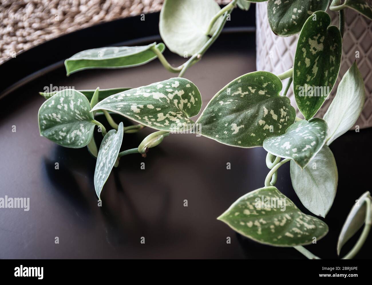 Close-up on trailing vine of satin pothos (scindapsus pictus) houseplant in a decorative white pot on a dark tray. Exotic trendy houseplant detail. Stock Photo