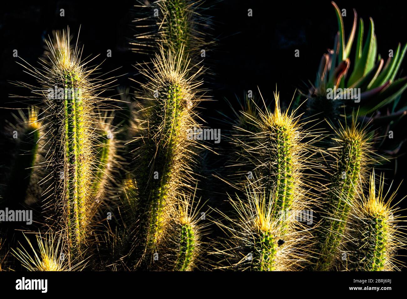 Beautiful Cleistocactus with golden spines glowing in the afternoon sun in Cactus Garden, Lanzarote, Spain. Stock Photo
