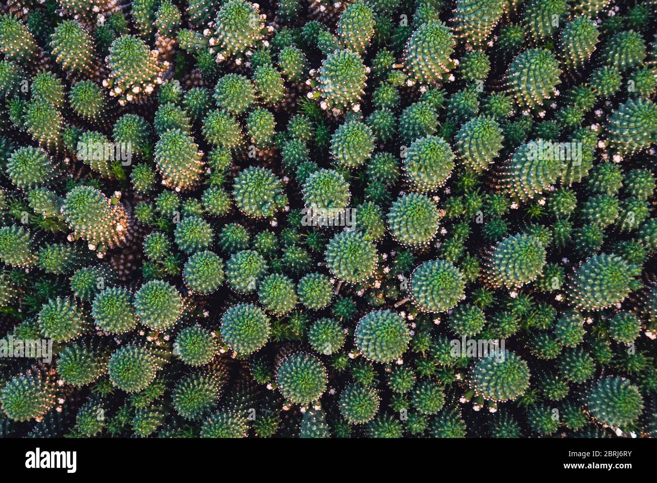 Top-down view of a clump of mammillaria cactus forming interesting fractal patterns. Abstract detailed natural cacti background. Stock Photo