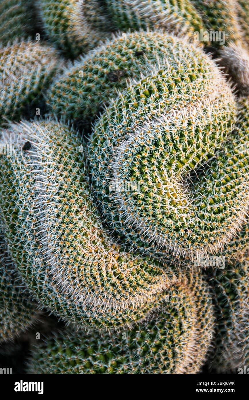 Top-down view of snake-like coils of mammilaria cristata cactus. Interesting detailed natural background. Stock Photo
