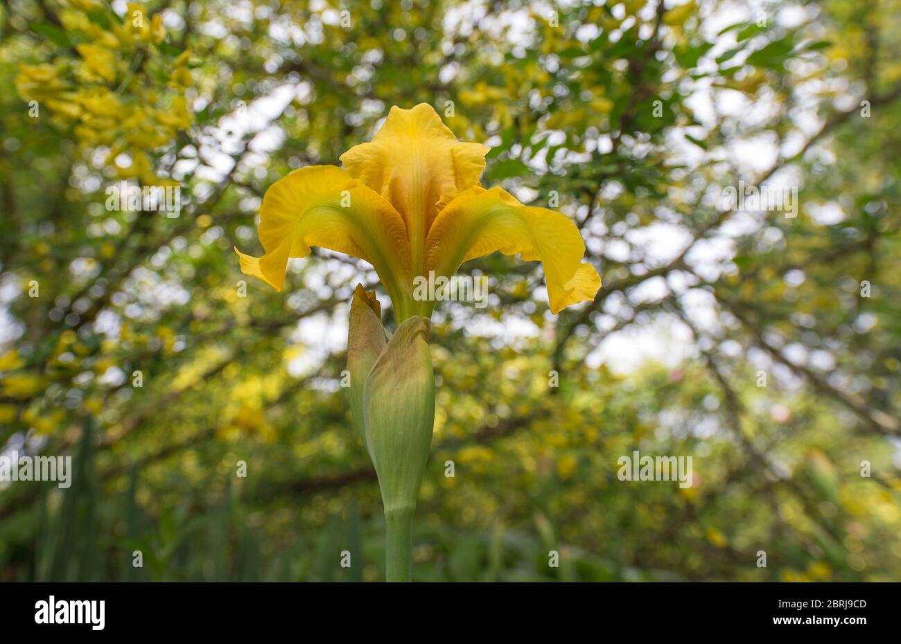 Low point of view of a yellow iris flower isolated against green leaves of a tree and sky. Stock Photo