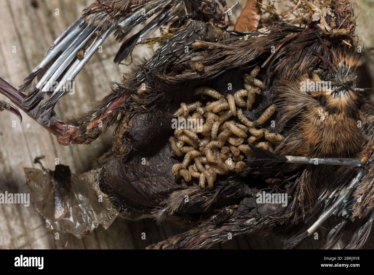 Macro Shot Massive Live Maggots Dead Body Stock Video Footage by