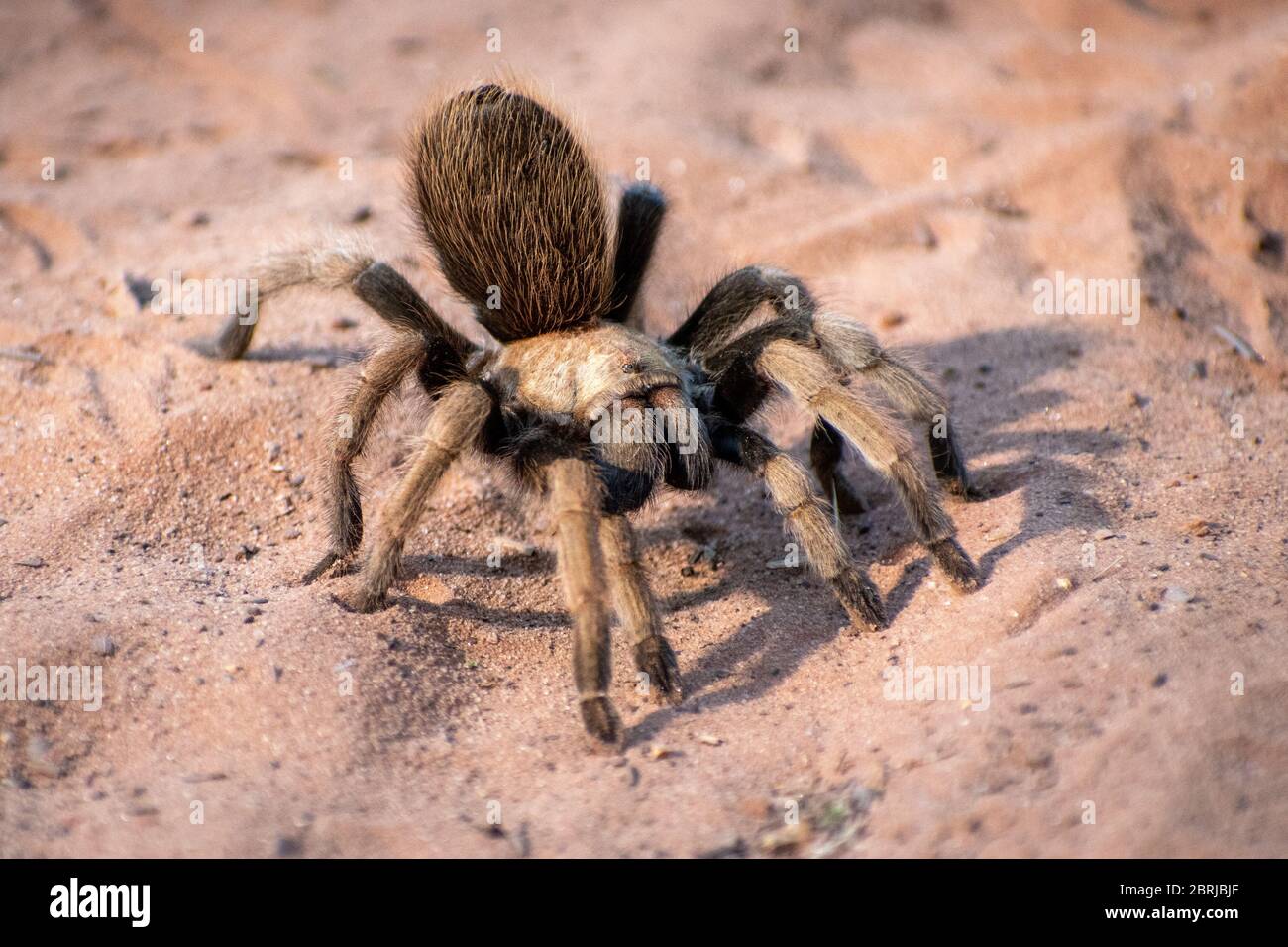Desert tarantula on the sand Stock Photo Alamy