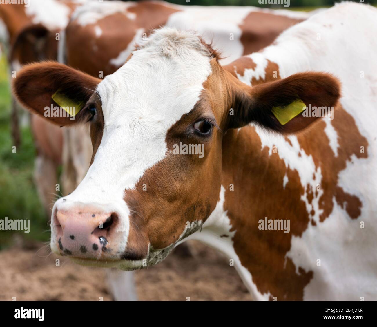 head of red and white spotted cow Stock Photo
