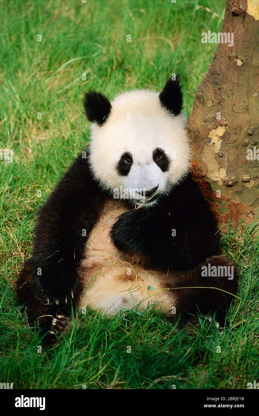 Giant Panda Sichuan Province China Stock Photo Alamy Giant Panda Sichuan Province China Stock Photo Alamy