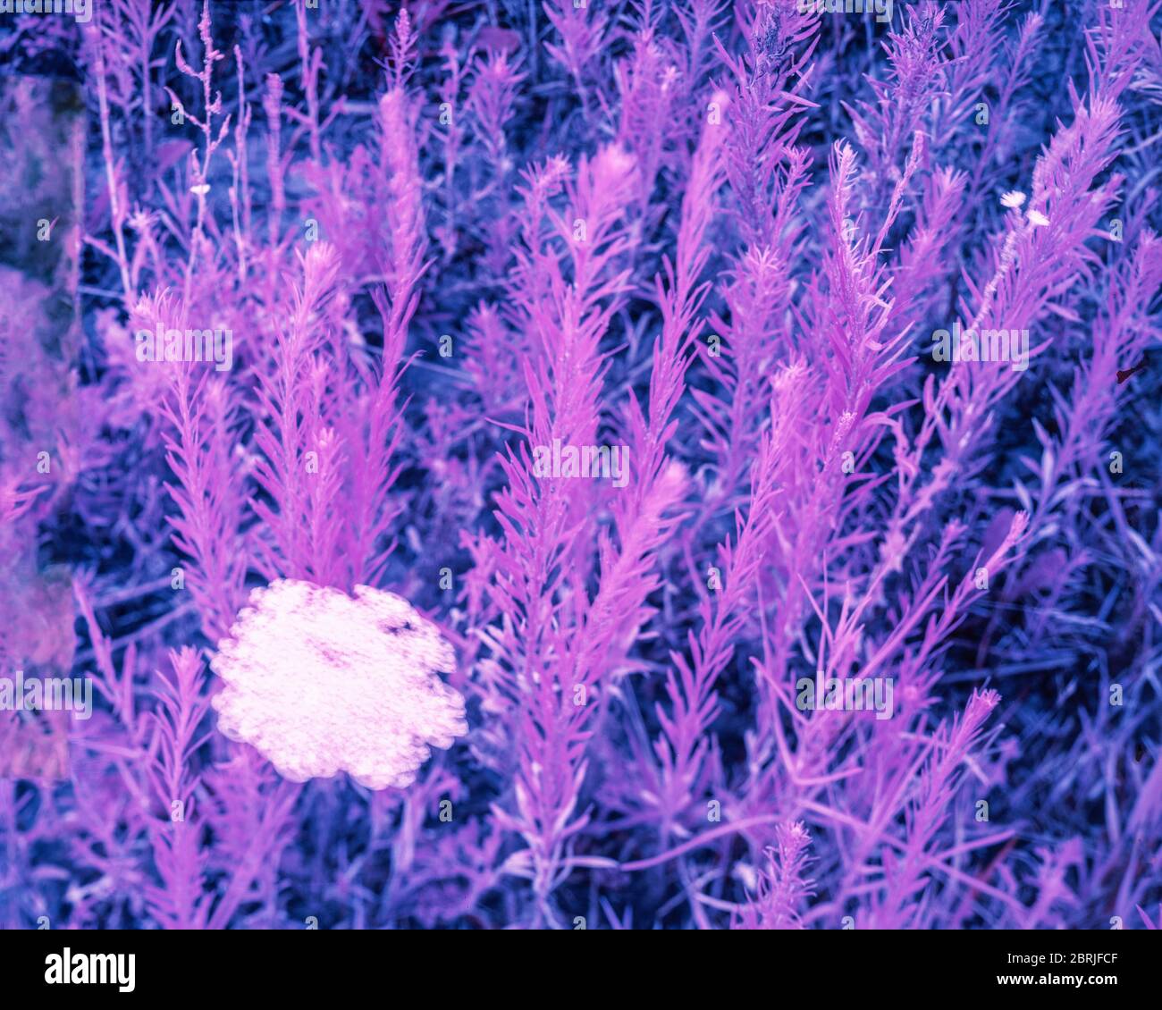 Queen Anne’s Lace and roadside weeds taken on Kodak Aero Ektachrome Infra-Red 4x5 film. Stock Photo