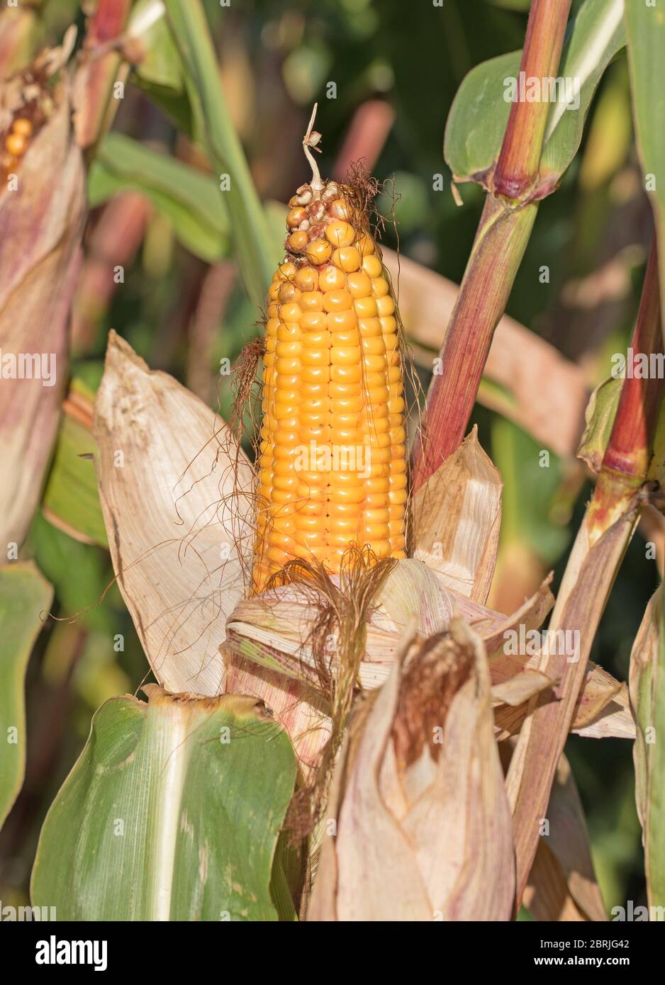 Ripe corn in a close-up before harvest Stock Photo