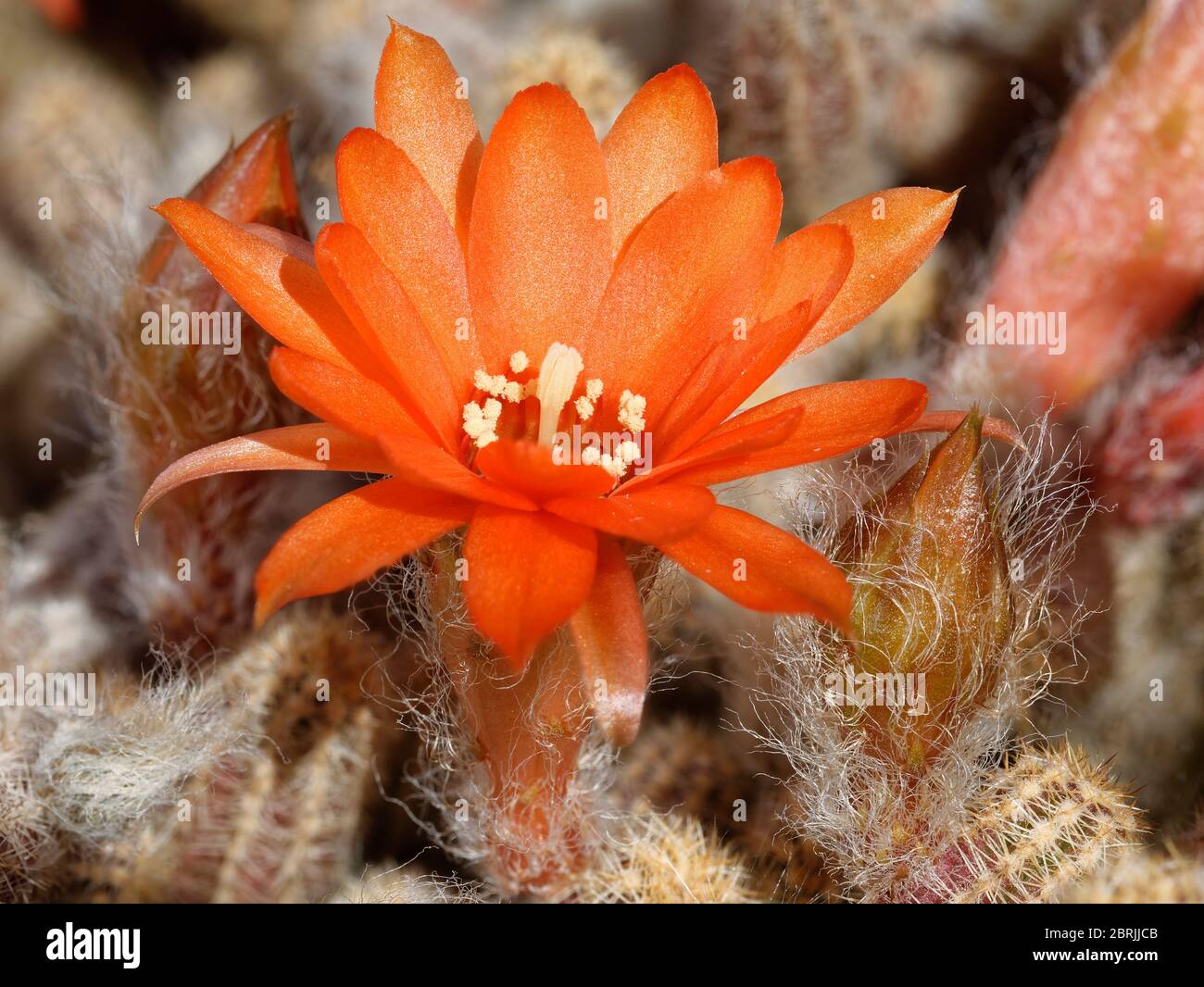 Peanut Cactus - Echinopsis chamaecereus  syn. Chamaecereus silvestrii  Closeup of flower and buds Stock Photo