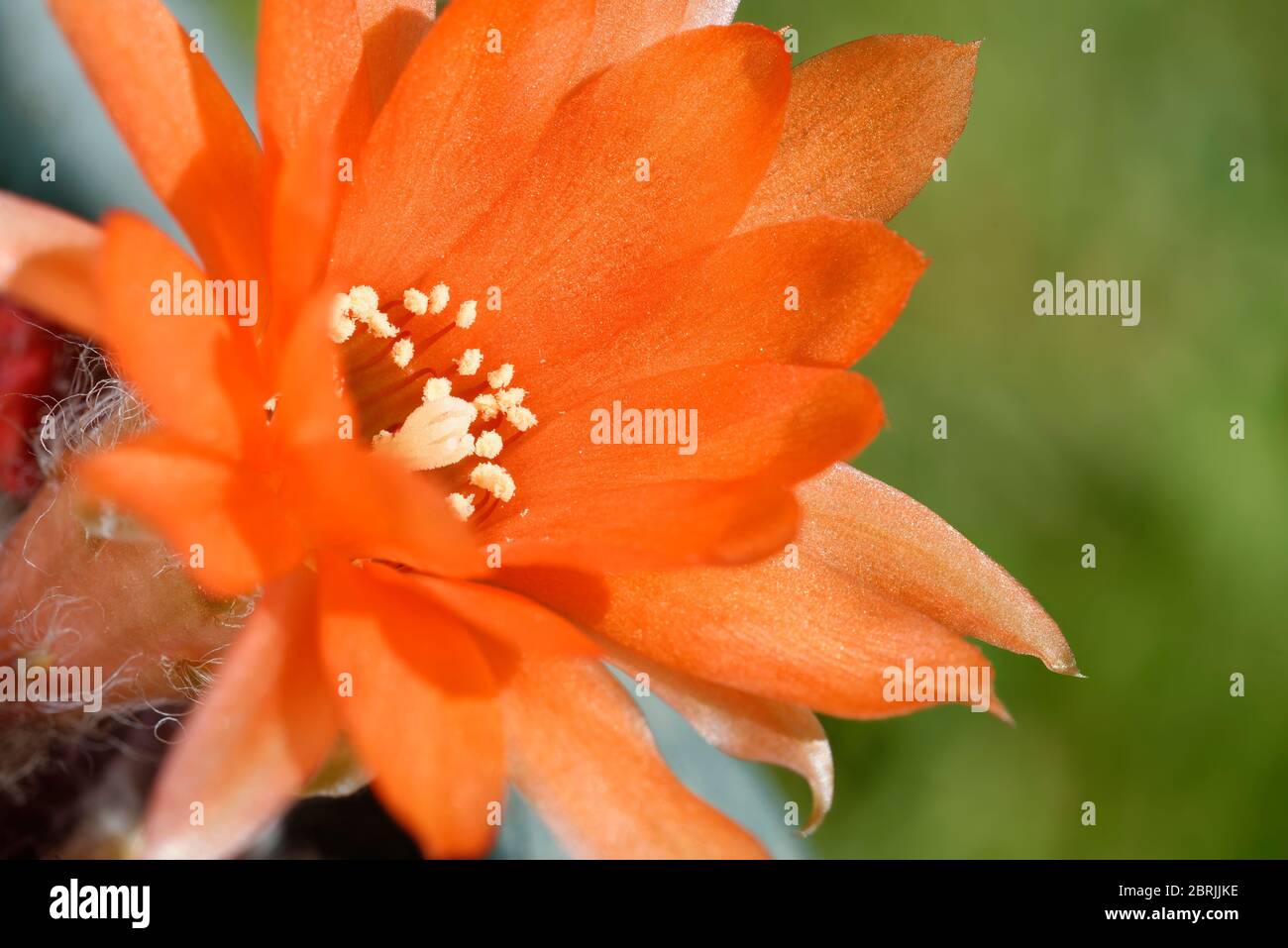 Peanut Cactus - Echinopsis chamaecereus  syn. Chamaecereus silvestrii  Closeup of flower Stock Photo