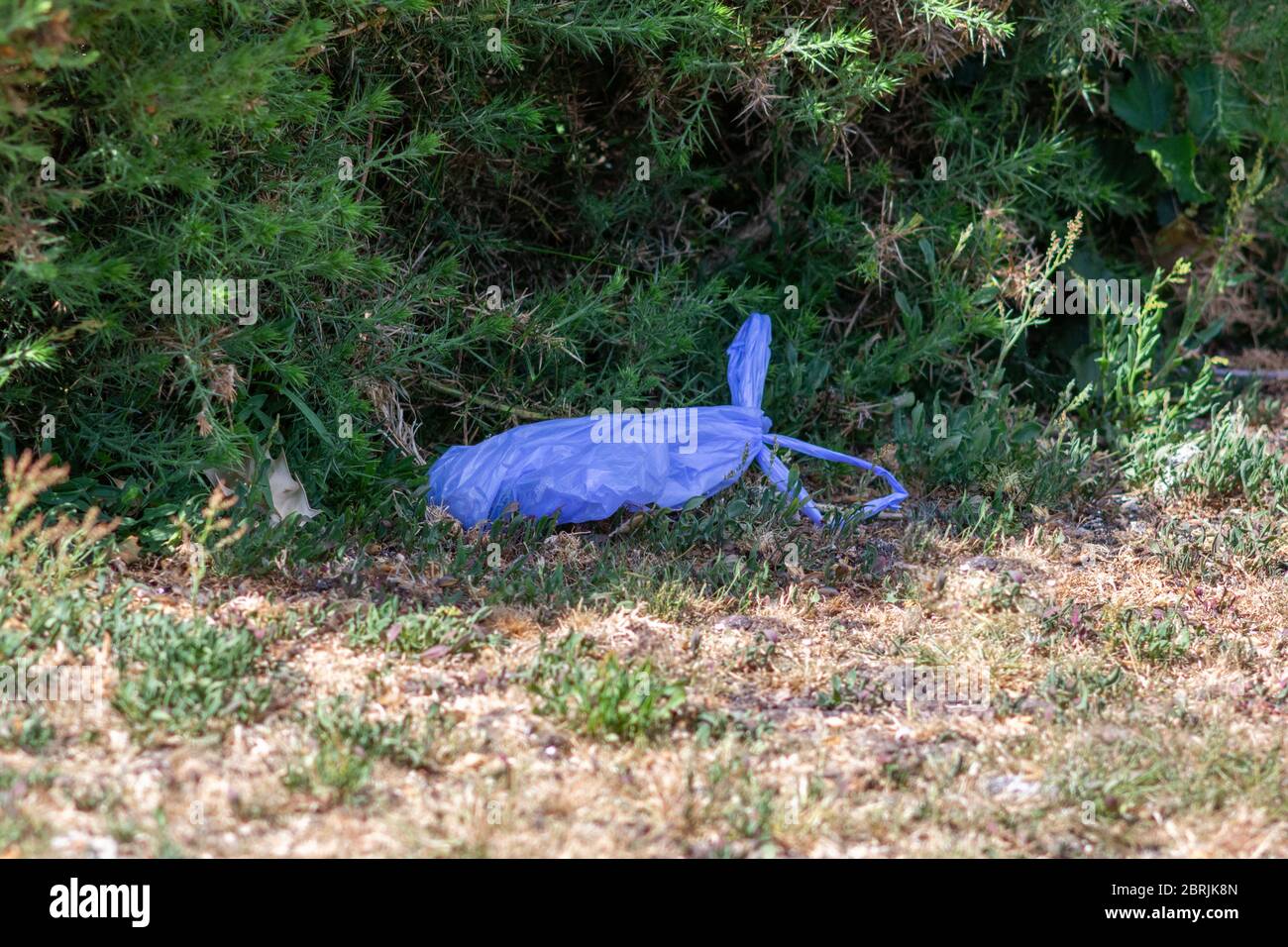 Discarded dog poo bag in the countryside Stock Photo