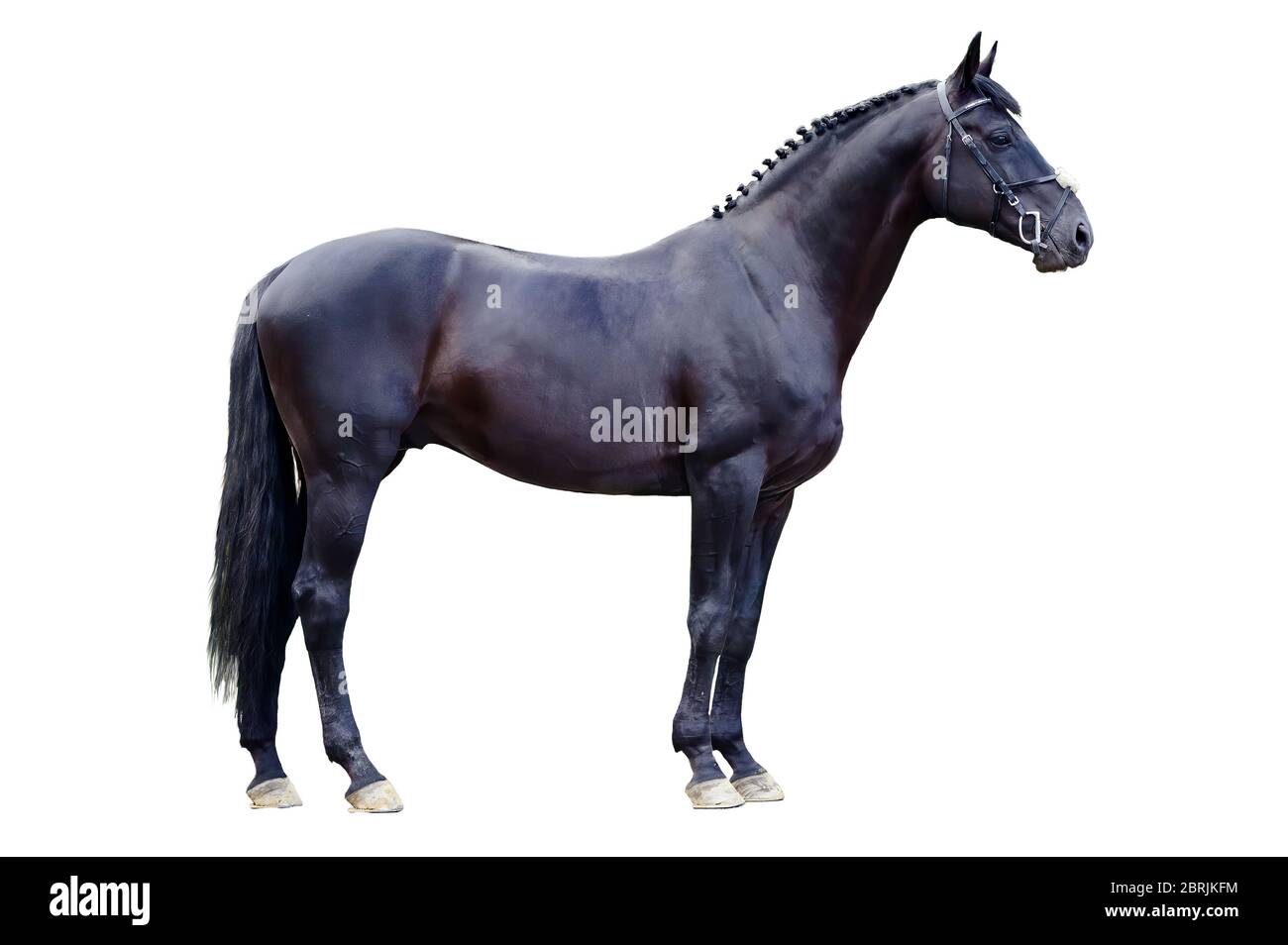 Trakehner black stallion isolated on white background Stock Photo