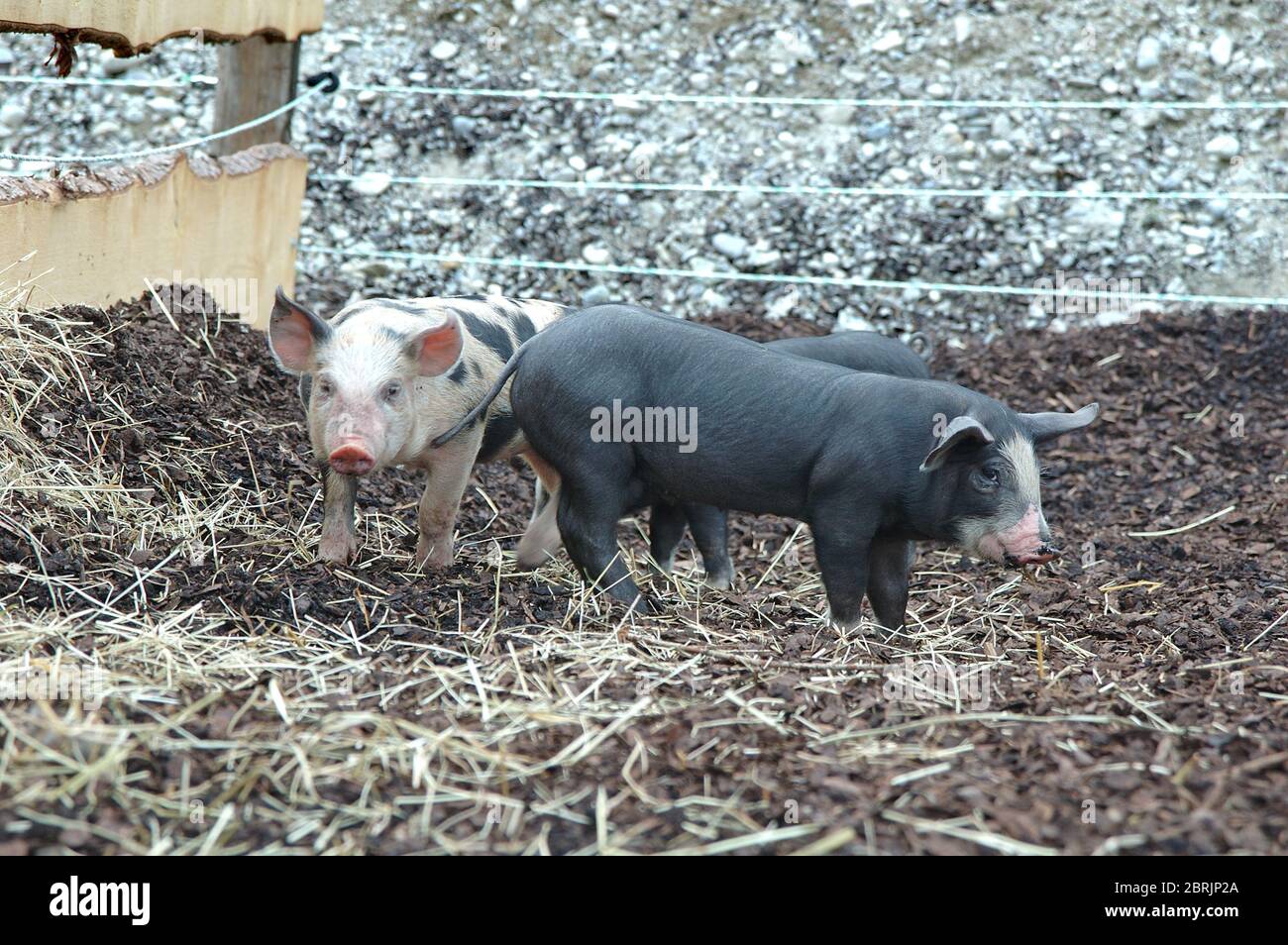 piglets in the yard Stock Photo