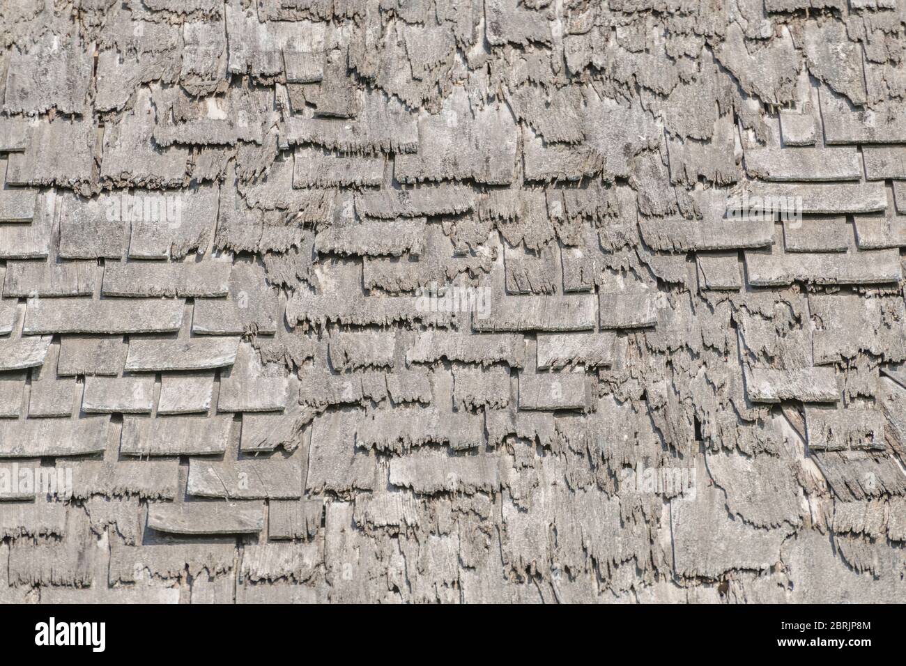 Badly decaying and rotting wooden shingle roof /shingle roof tiles ...
