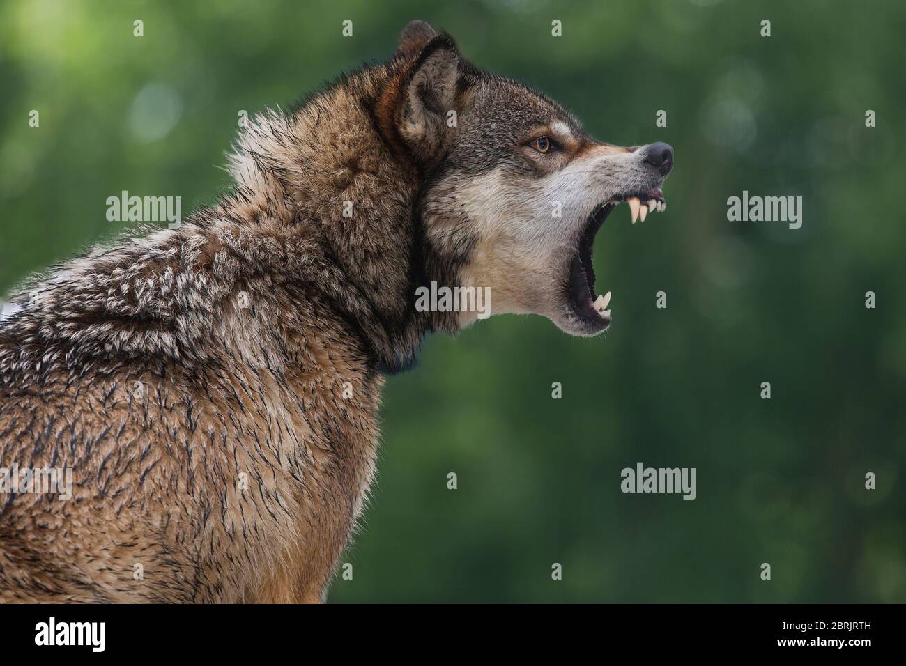 Timber wolf snarling, Montana Stock Photo
