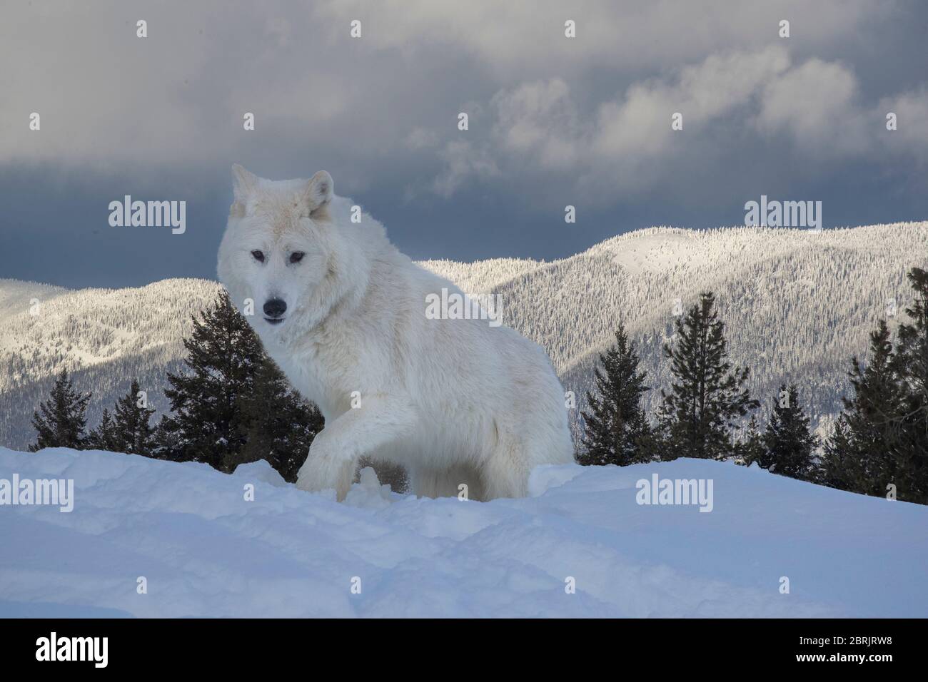 Arctic wolf in winter, Montana Stock Photo