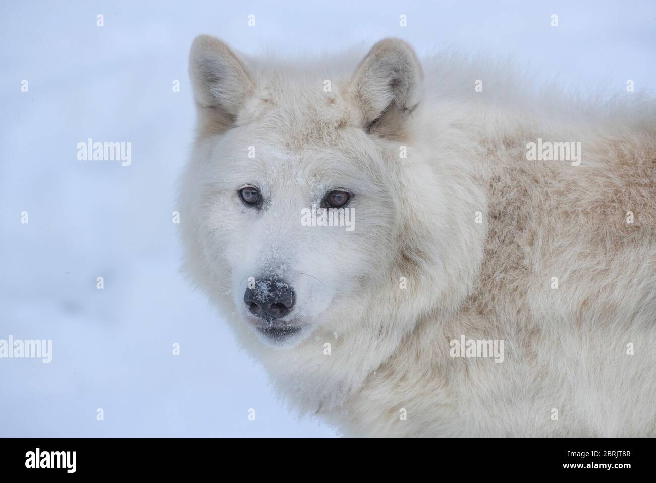 Arctic wolf in winter, Montana Stock Photo
