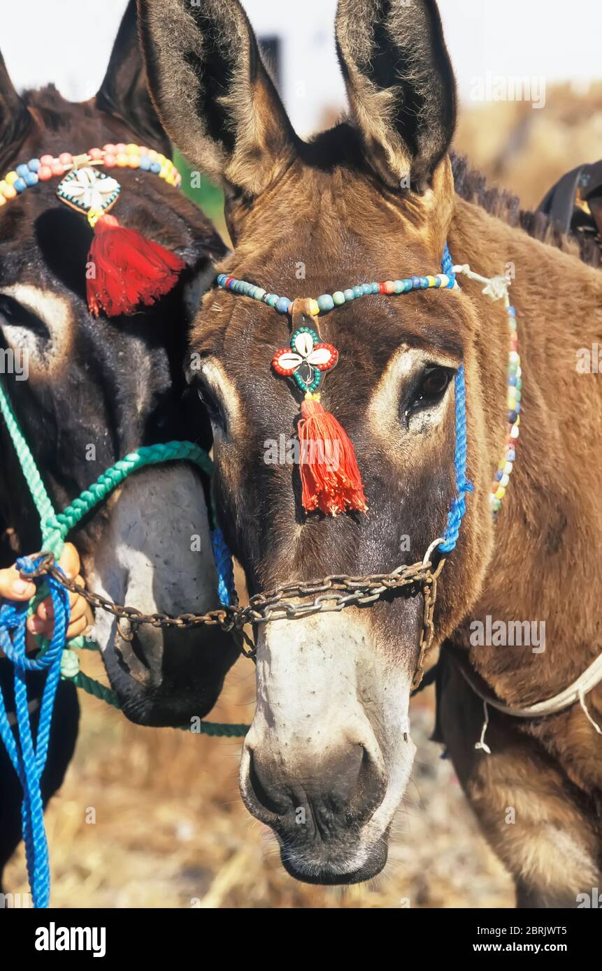 A close up of two donkeys, Santorini, Cyclades Islands, Greece Stock Photo
