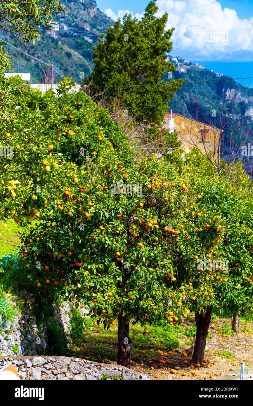 Orange trees in Praiano, Amalfi Coast, Italy Stock Photo