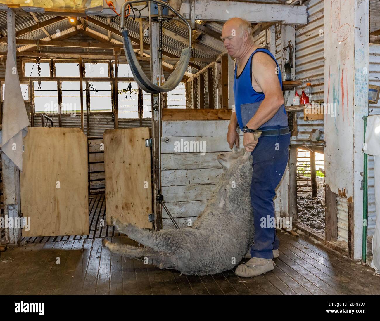 Kangaroo Island, Australia March 9th, 2020 A farmer preparing a