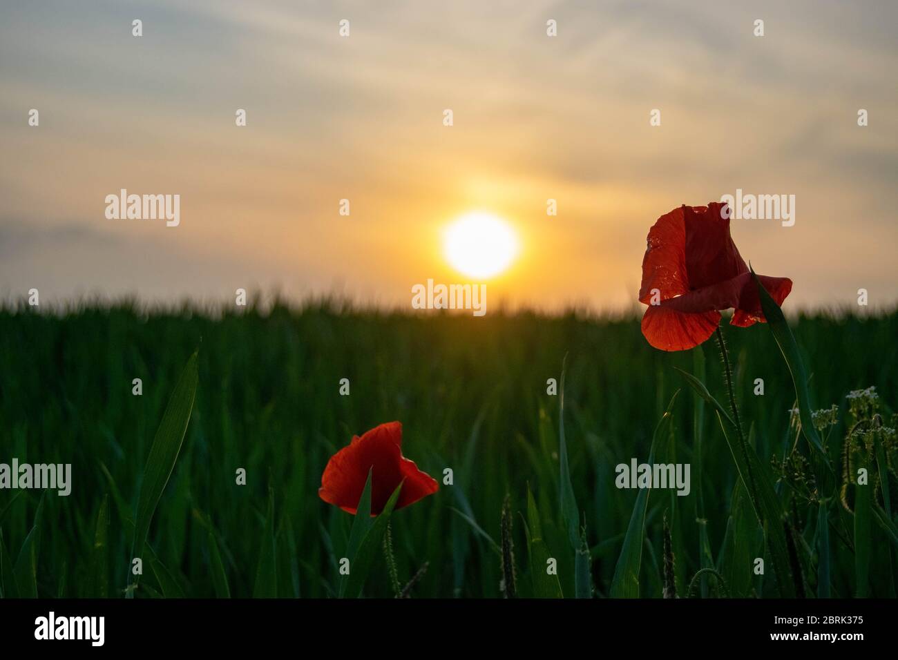 A pair of red poppies with the sun shining through the petals, against a blurred background of a green field on a summer's evening in Norfolk, England Stock Photo