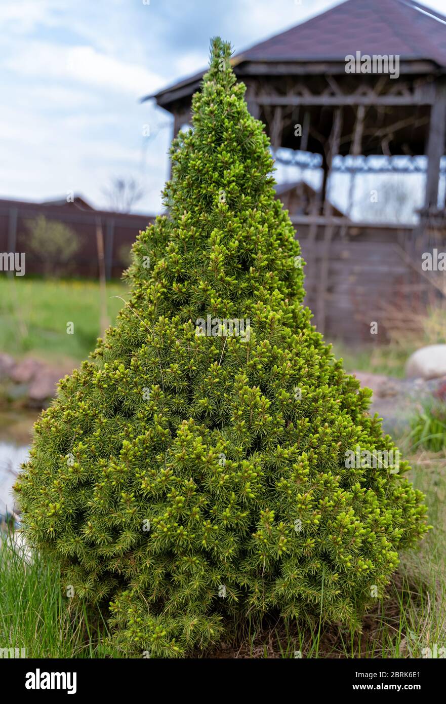 Dwarf white spruce decorative coniferous evergreen tree Picea Glauca Conica in a garden . Stock Photo