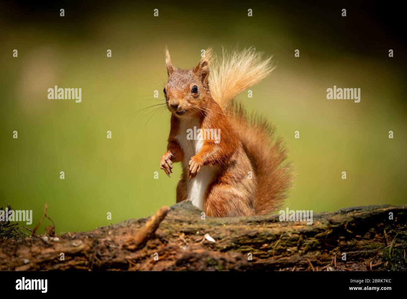 A Red Squirrel (Sciurus vulgaris) ventures out in the forests of the Yorkshire Dales, UK on 21st May 2020. In Great Britain, numbers have decreased drastically in recent years. This decline is associated with the introduction by humans of the Eastern grey squirrel (Sciurus carolinensis). It is believed that around 85% of the UK’s red squirrel population live in Scotland. Elsewhere, they have been seen to live in coniferous, pine woods. During May and June they will shed their winter coat for a much thinner fur which is usually more red in colour. Credit: Anthony Wallbank/Alamy Live News Stock Photo