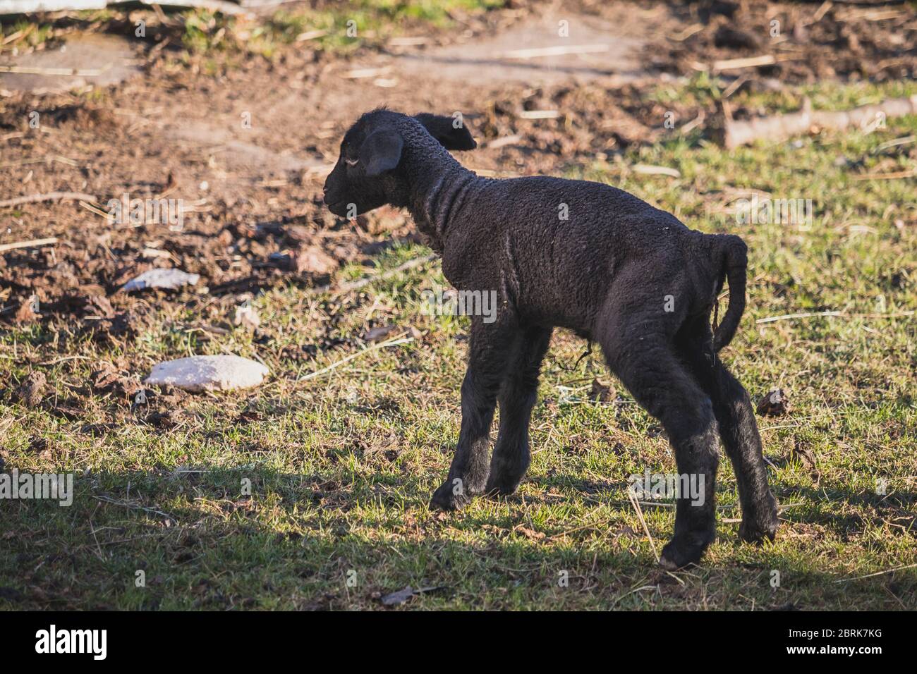 lamb - newborn little black sheep Stock Photo