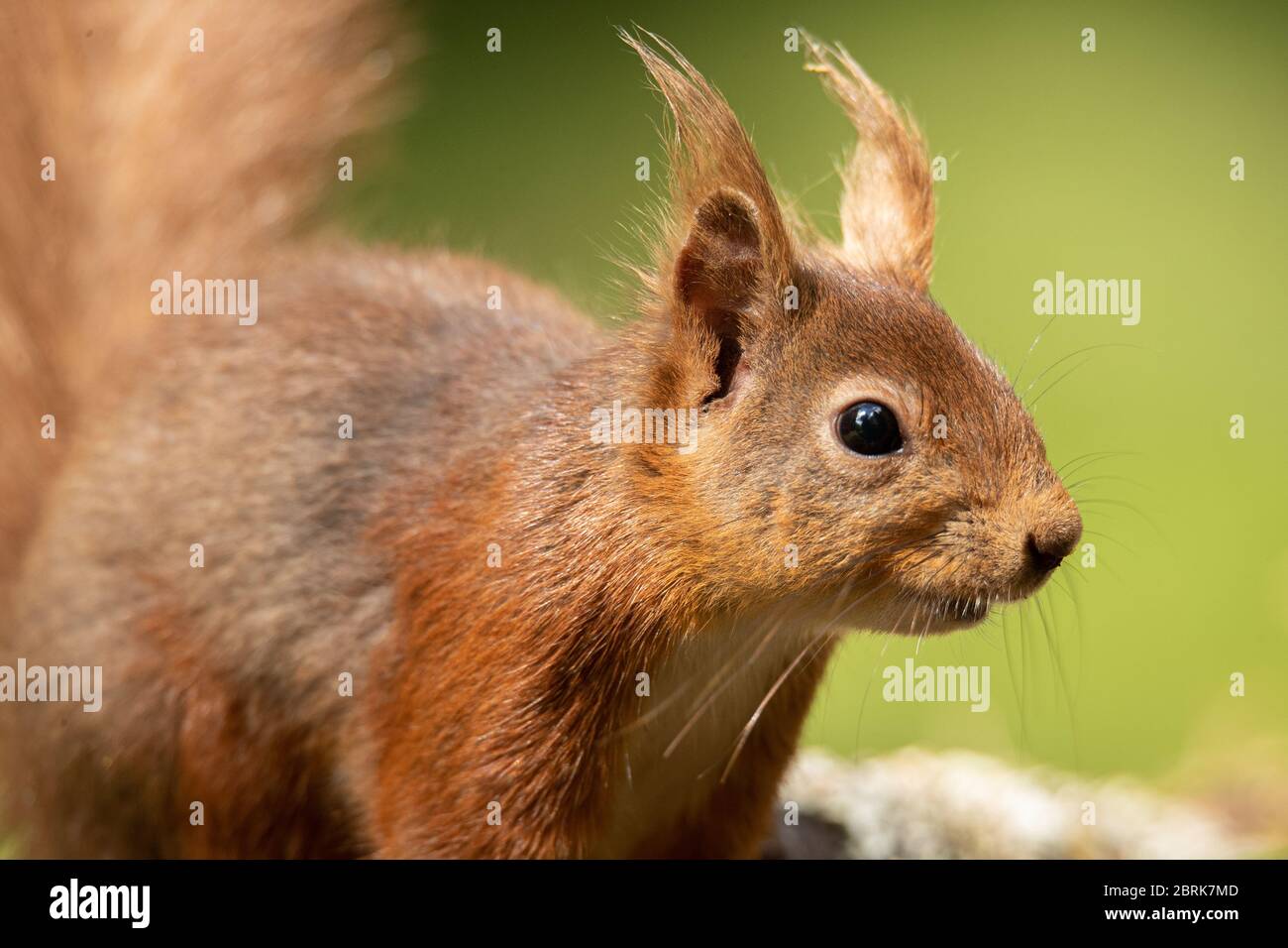 A Red Squirrel (Sciurus vulgaris) ventures out in the forests of the Yorkshire Dales, UK on 21st May 2020. In Great Britain, numbers have decreased drastically in recent years. This decline is associated with the introduction by humans of the Eastern grey squirrel (Sciurus carolinensis). It is believed that around 85% of the UK’s red squirrel population live in Scotland. Elsewhere, they have been seen to live in coniferous, pine woods. During May and June they will shed their winter coat for a much thinner fur which is usually more red in colour. Credit: Anthony Wallbank/Alamy Live News Stock Photo