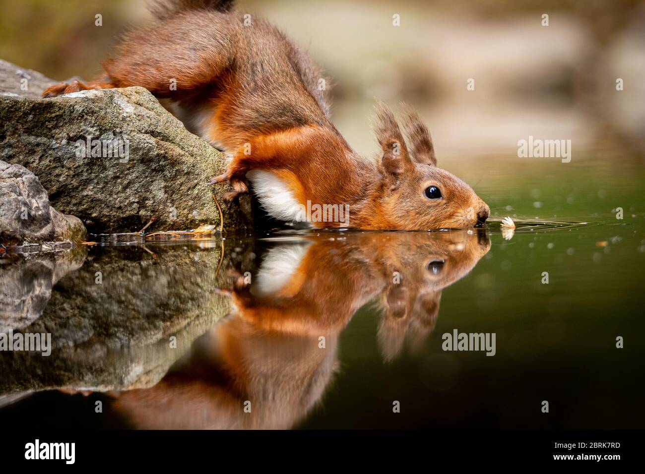 A Red Squirrel (Sciurus vulgaris) ventures out in the forests of the Yorkshire Dales, UK on 21st May 2020. In Great Britain, numbers have decreased drastically in recent years. This decline is associated with the introduction by humans of the Eastern grey squirrel (Sciurus carolinensis). It is believed that around 85% of the UK’s red squirrel population live in Scotland. Elsewhere, they have been seen to live in coniferous, pine woods. During May and June they will shed their winter coat for a much thinner fur which is usually more red in colour. Credit: Anthony Wallbank/Alamy Live News Stock Photo