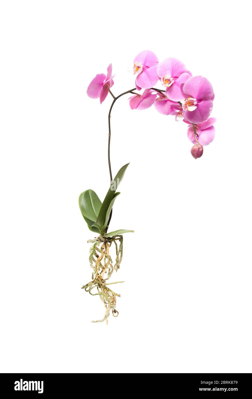 Whole flowering pink orchid with roots on isolated white background Stock Photo