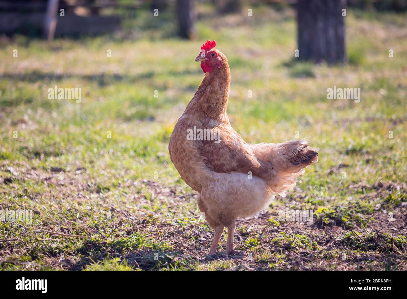 hen, chicken, graze, grass, grazing, free range, free range chicken, farm, green, eats, poultry, free, agriculture, animal, beak, beautiful, bird, bla Stock Photo