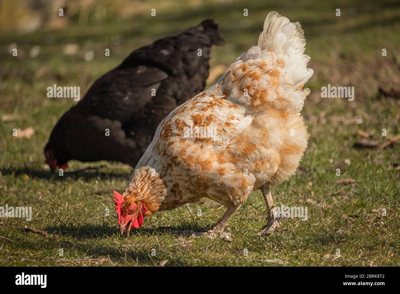 light brown hen with a red comb in the garden - grazes on the grass Stock Photo