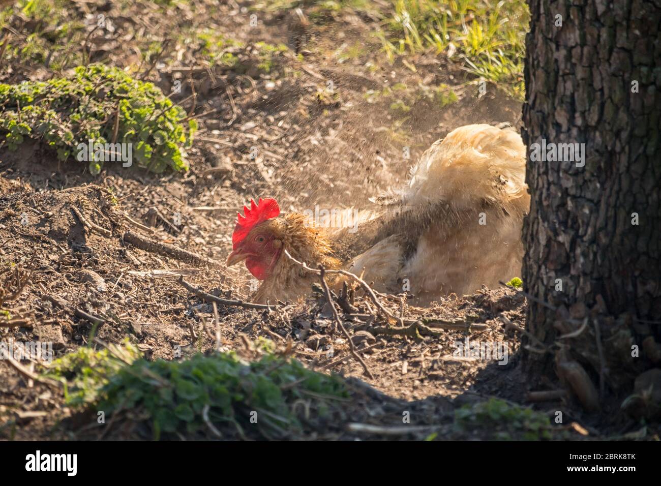light brown hen with a red comb in the garden - dust bath Stock Photo