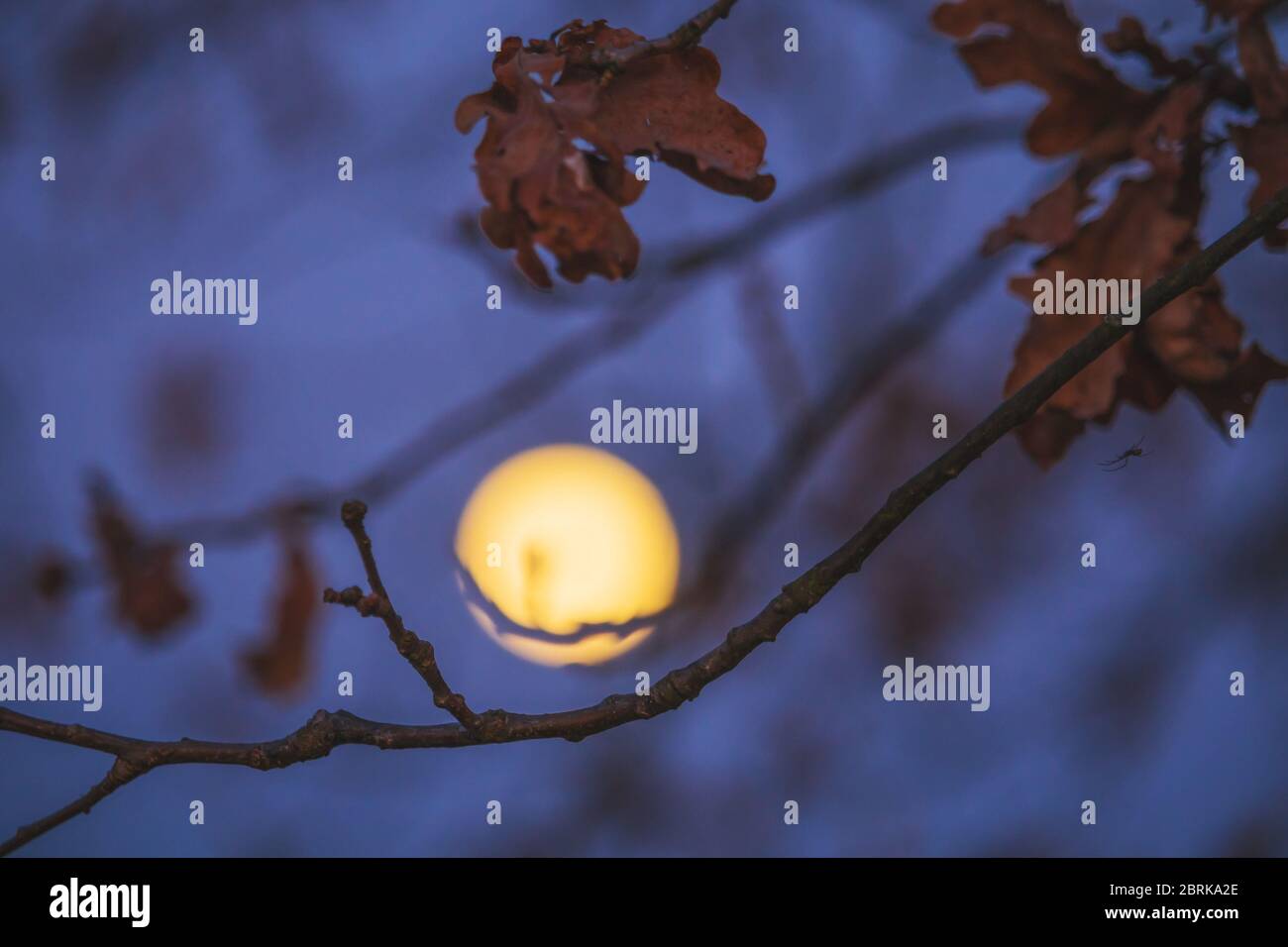 tree branches at night, moon in the background Stock Photo