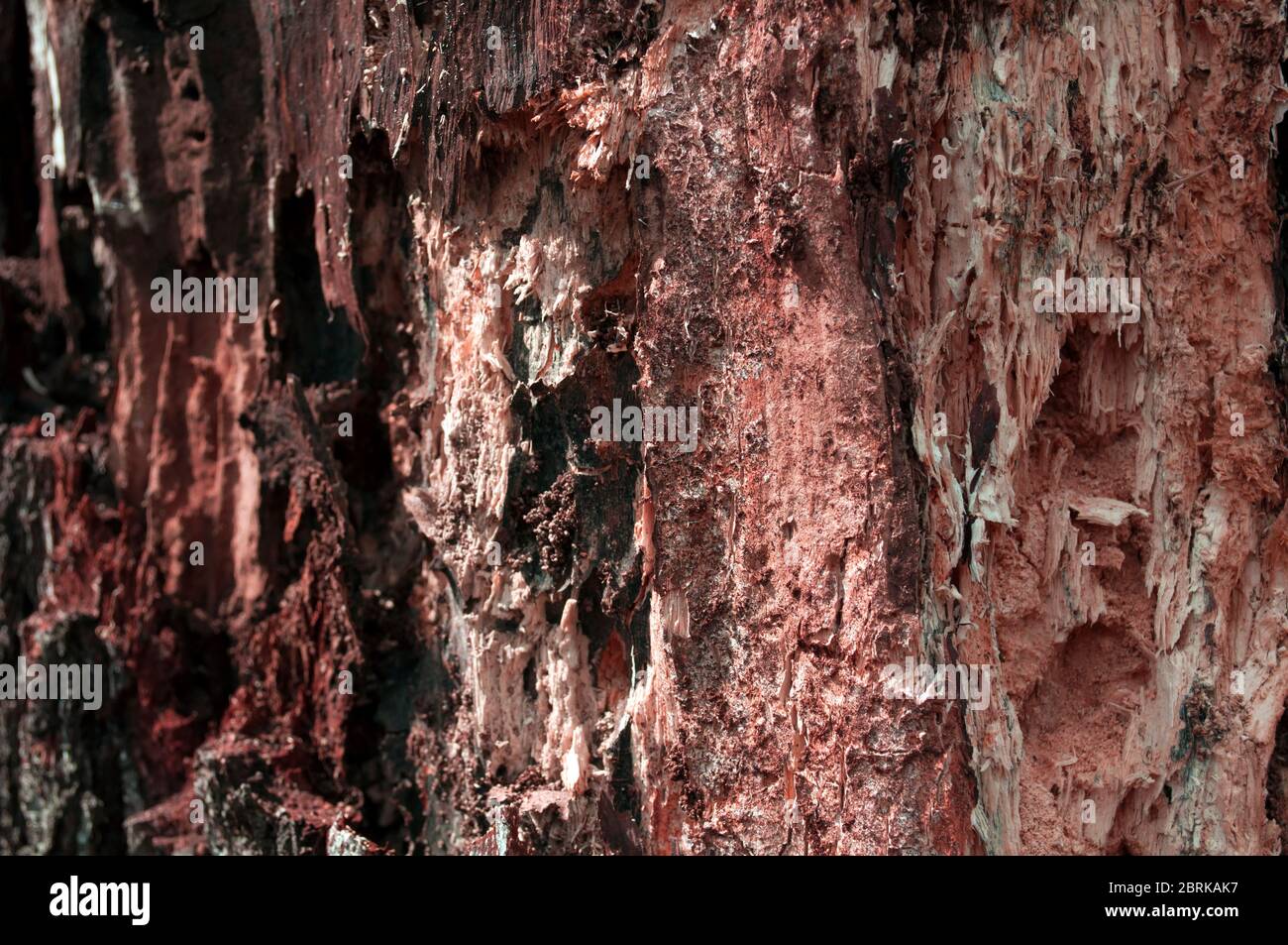 Old rotten wood alder. Old weathered mouldering tree. Weathered tree ...