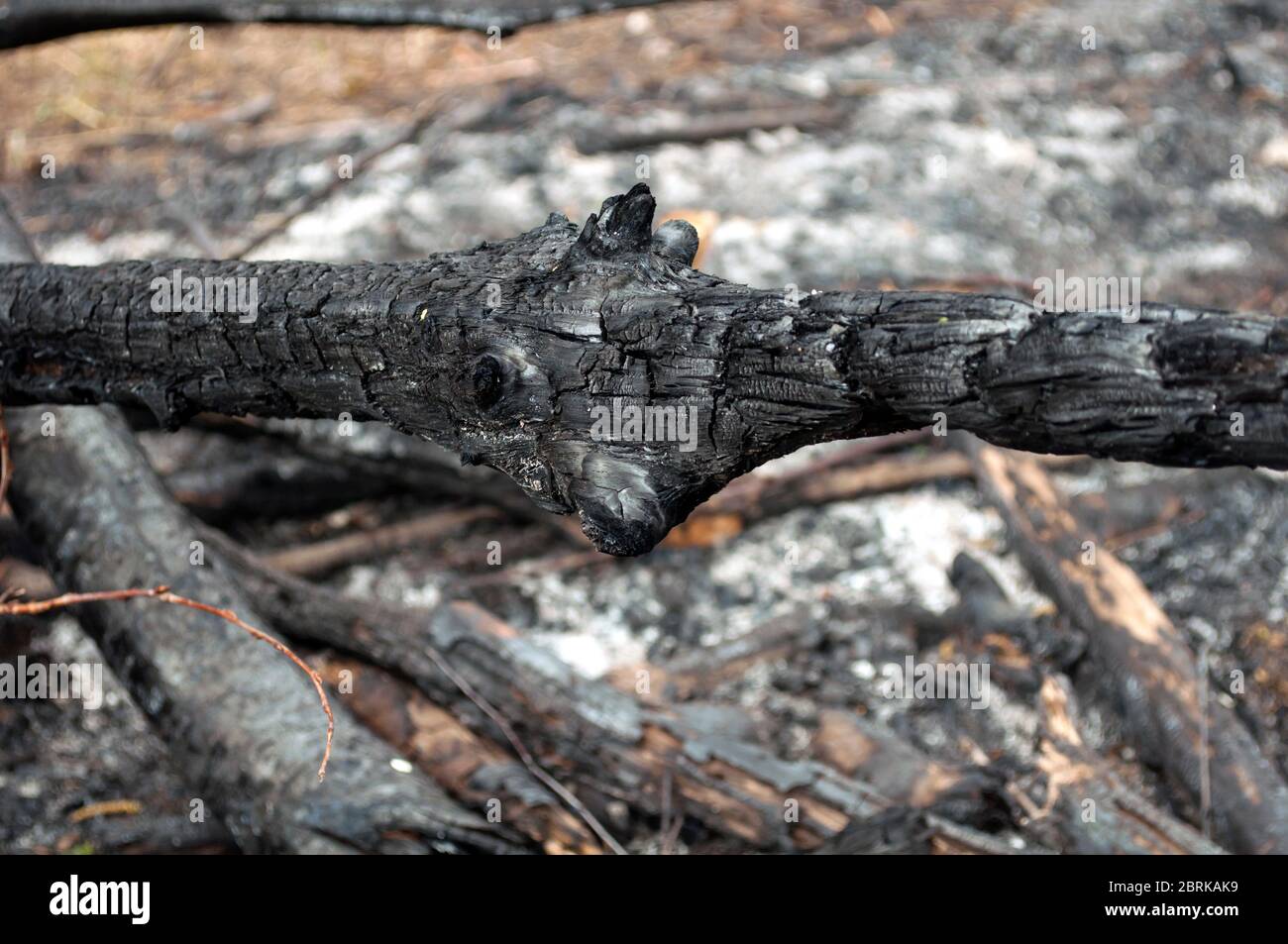 Charred part of a tree on a blurred background close up, consequence of the forest fire. Environmental pollution. The result of human contact with nat Stock Photo