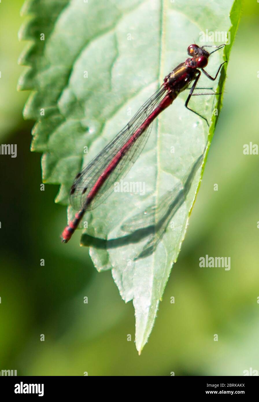 Red dragonflies on a green leaf hi-res stock photography and images - Alamy