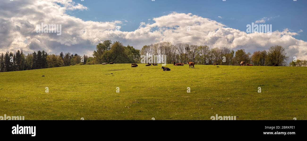 Cow cows cattle pasture grazing hi-res stock photography and images - Alamy