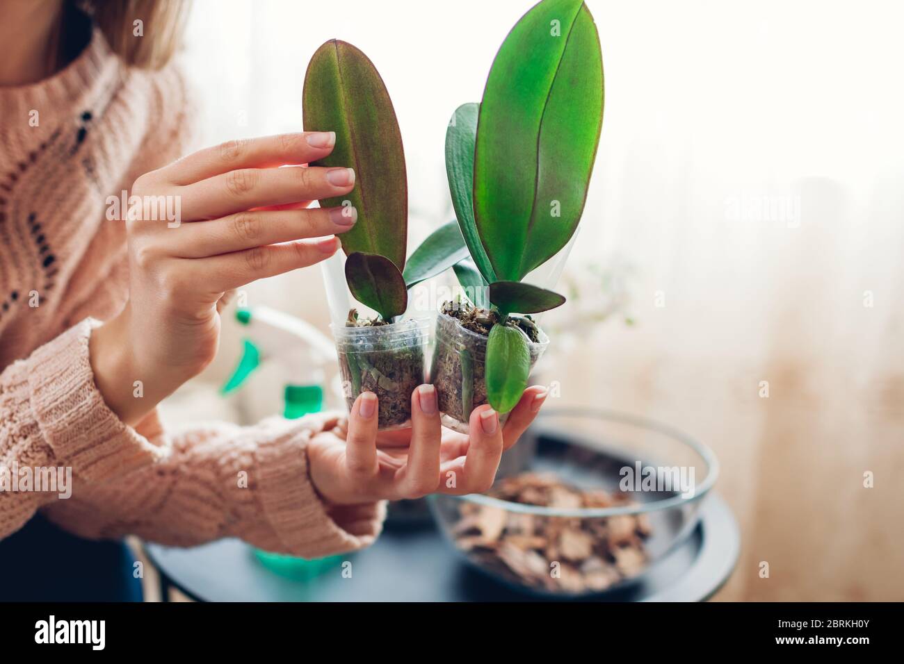 Woman transplanting young orchids in moss into pots. Housewife taking