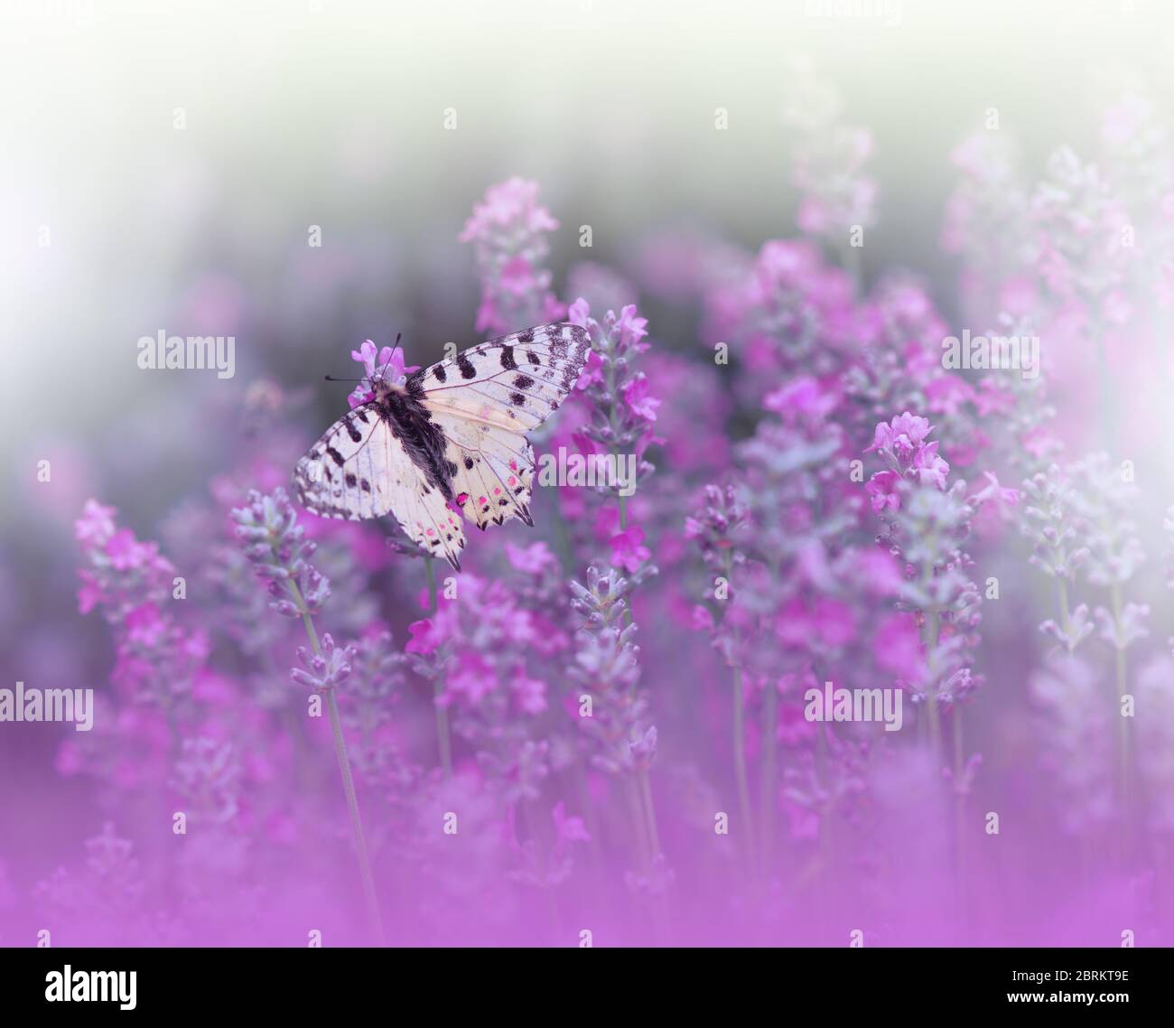 Beautiful Violet Nature Background.Floral Art Design.Macro Photography.Abstract Pastel Landscape.Copy Space.Summer Butterfly and Lavender Field.Aroma. Stock Photo
