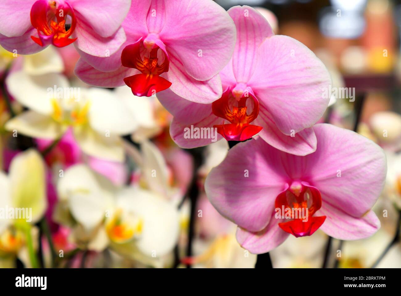 Phalaenopsis Orchid pink flowers in the store. Potted orchidea. Many flowering plants, nature floral background. Beautiful flowers at greenhouse. Stock Photo