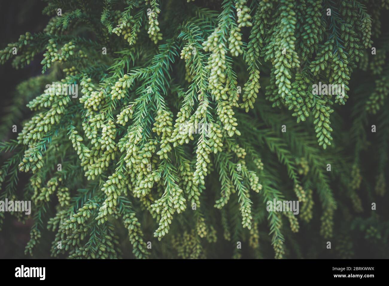 Branches with pollen cones of Cryptomeria japonica commonly known as Japanese cedar or Sugi Stock Photo